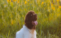 puppy training pads